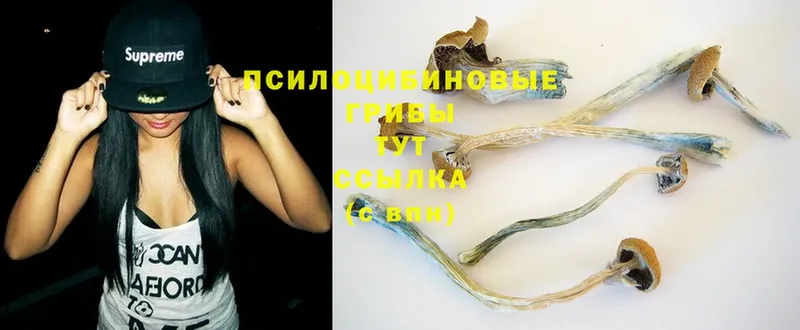 Галлюциногенные грибы Psilocybine cubensis  Воткинск 